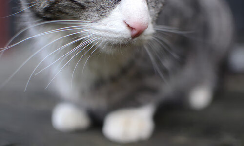 开云官网-小贾伦成蜘蛛侠定音胜负，老鹰防守铁网罩住篮网三巨头